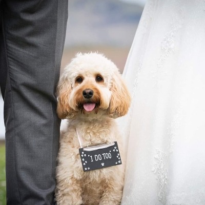 How to choose a pet carer for your big day