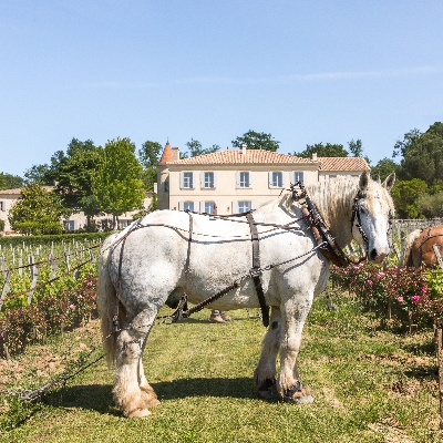 Château Troplong Mondot is celebrating 30 years of alternative cultivation