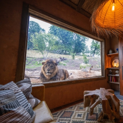 Honeymoons: A pawfect stay