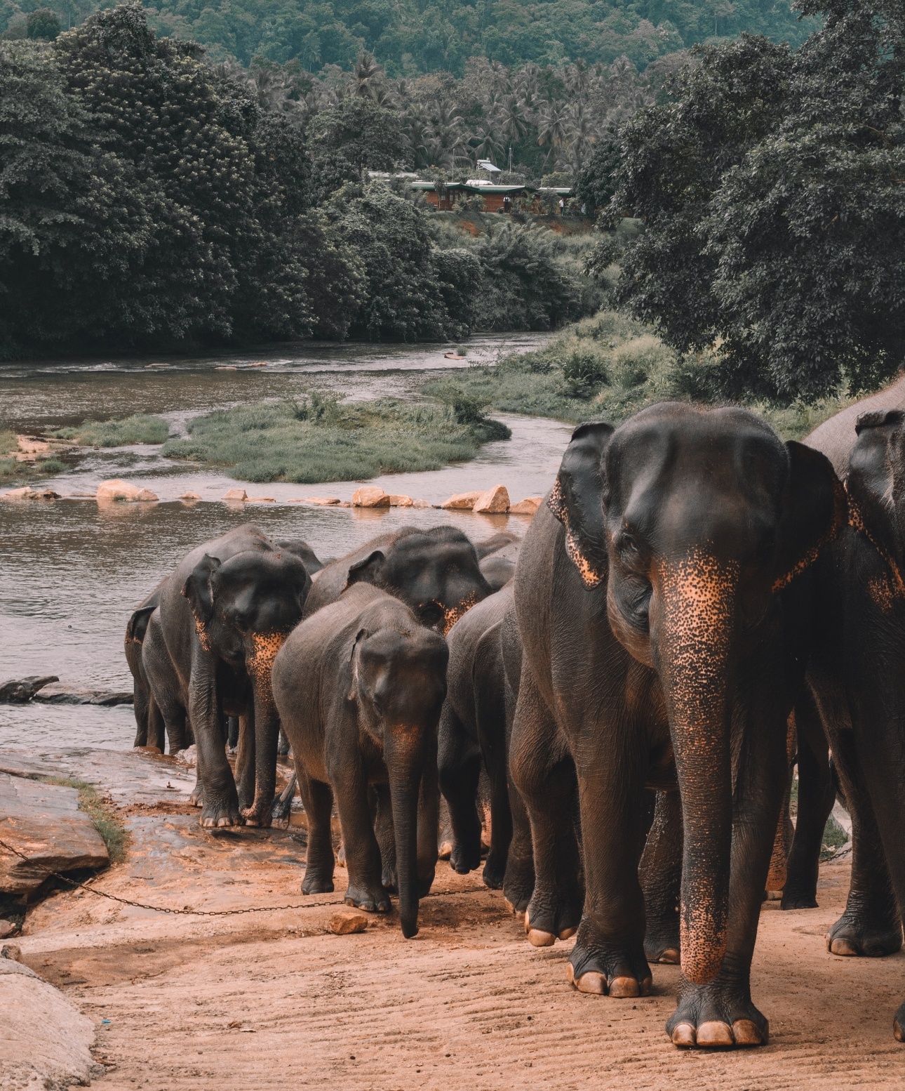 elephants walking through the river