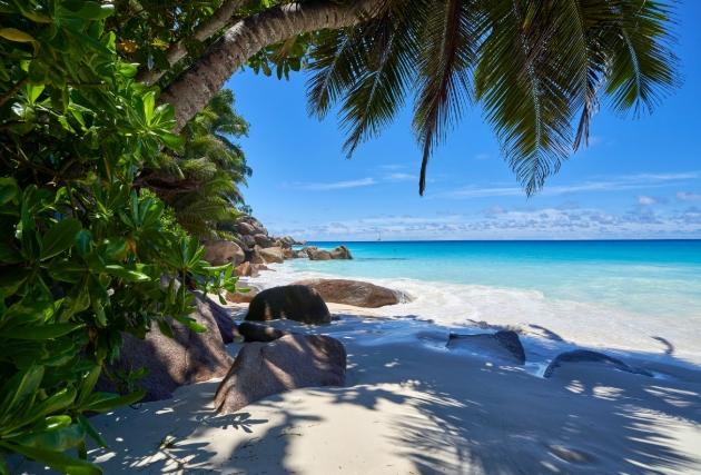 Seychelles beach white sand blue sea palm tree