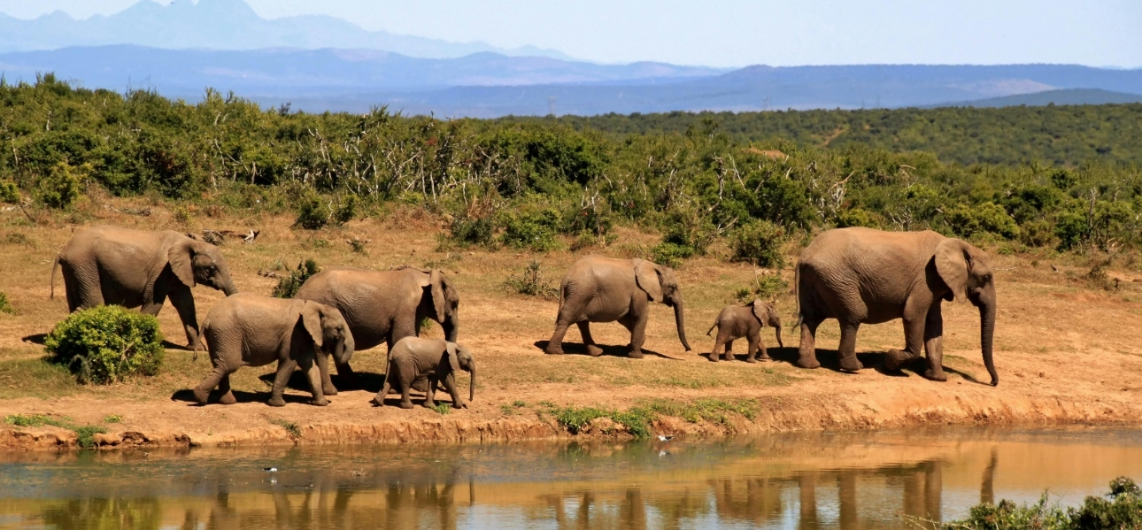 group of elephants in the wild