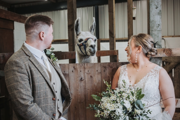 couple with a llama on their wedding day 