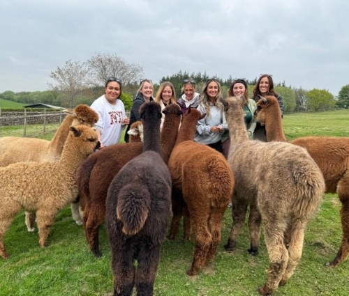 Wreay Syke Alpacas